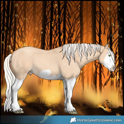 Horse Color:Silver Classic Champagne Dun Splash Frame 