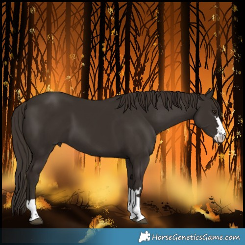 Horse Color:Liver Chestnut 