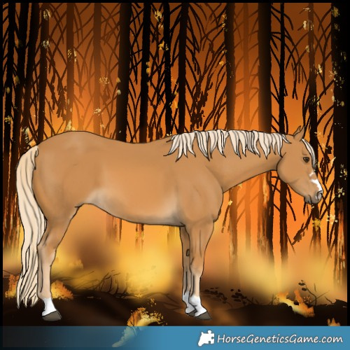 Horse Color:Palomino