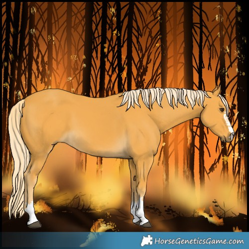 Horse Color:Palomino 