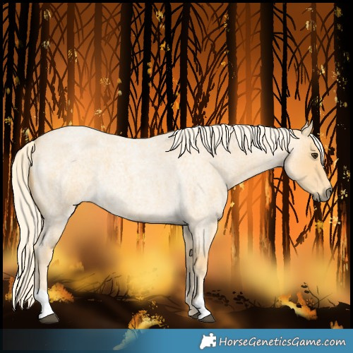 Horse Color:Palomino Roan