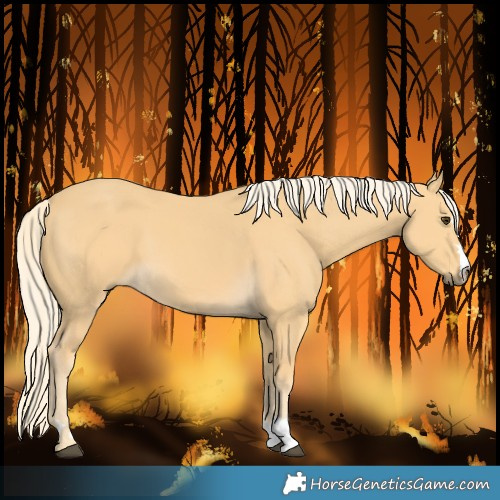 Horse Color:Palomino