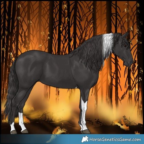 Horse Color:Smoky Black Tobiano