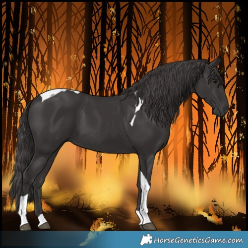 Horse Color:Smoky Black Tobiano 