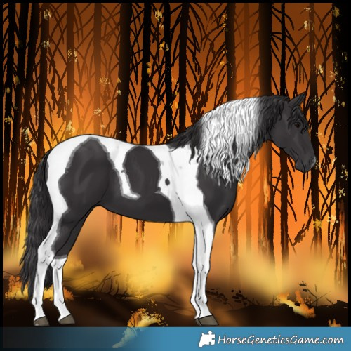 Horse Color:Smoky Black Tobiano 