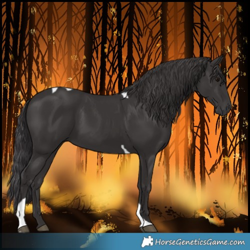 Horse Color:Smoky Black Tobiano 