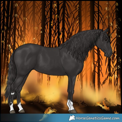 Horse Color:Smoky Black Tobiano 
