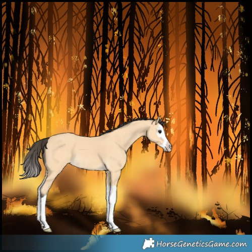 Horse Color:Buckskin Splash