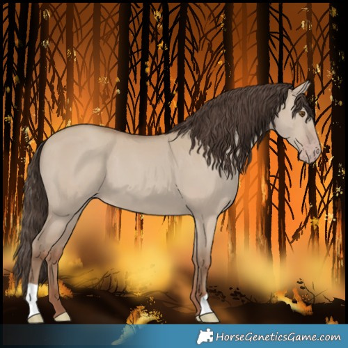 Horse Color:Classic Champagne Dun