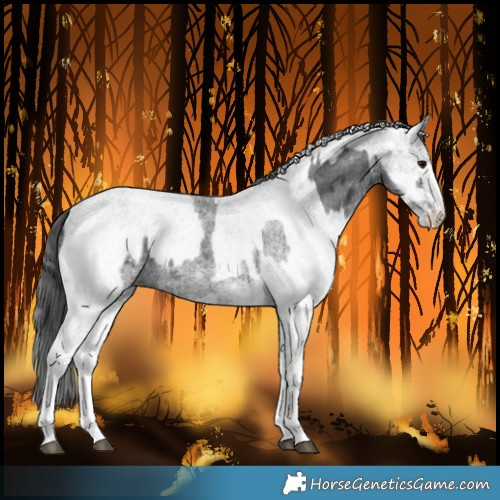 Horse Color:White Spotted Blue Roan Rabicano  and White Spotted Black Rabicano 