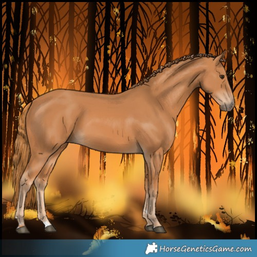 Horse Color:Chestnut 