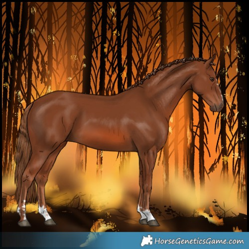 Horse Color:Chestnut 