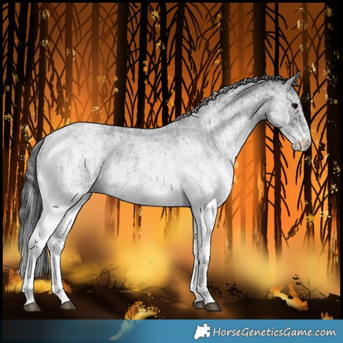Horse Color:White Spotted Blue Roan Rabicano and White Spotted Blue Roan Rabicano
