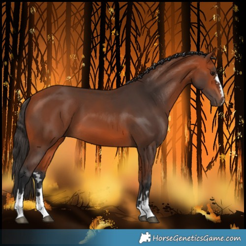 Horse Color:Bay 