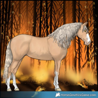 Horse Color:Gold Champagne