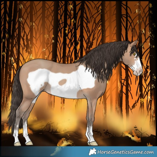 Horse Color:Amber Champagne Frame 