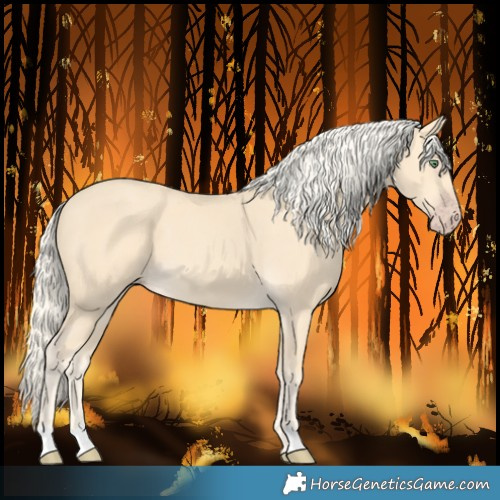 Horse Color:Gold Cream Champagne