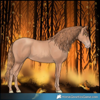 Horse Color:Gold Champagne
