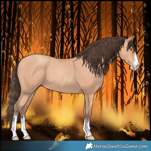 Horse Color:Amber Champagne