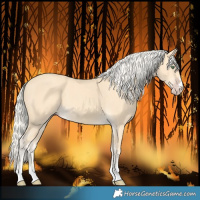 Horse Color:Gold Cream Champagne