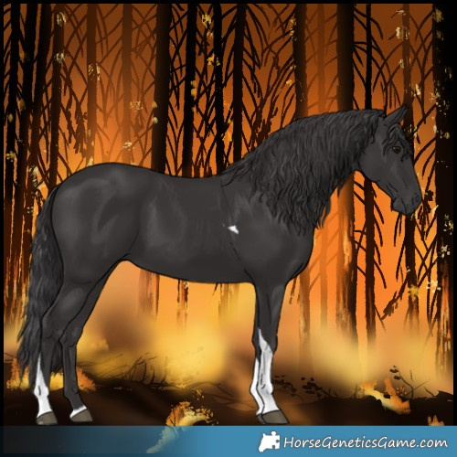 Horse Color:Smoky Black Tobiano 