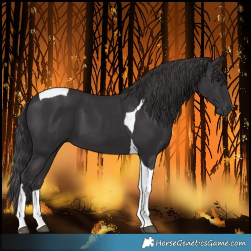 Horse Color:Smoky Black Tobiano 
