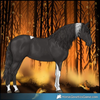 Horse Color:Smoky Black Tobiano 