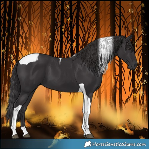 Horse Color:Smoky Black Tobiano
