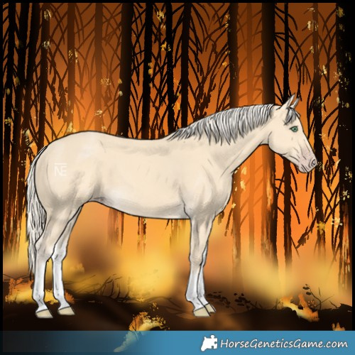 Horse Color:White Spotted Gold Cream Champagne