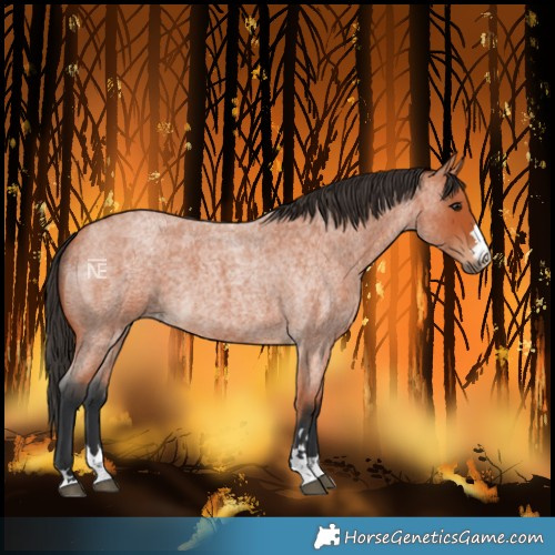 Horse Color:Bay Roan