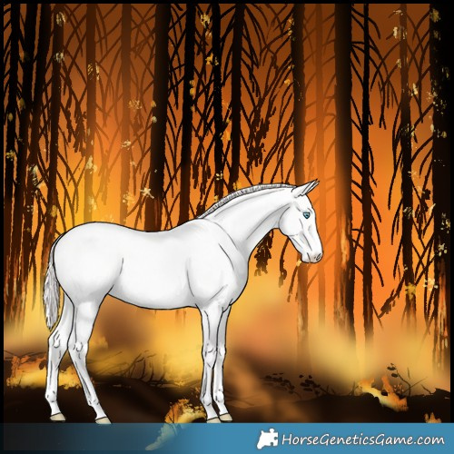 Horse Color:Smoky Creme Roan