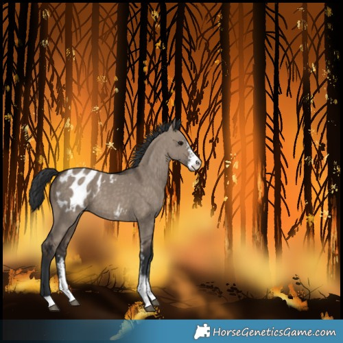 Horse Color:Brown Dun Sabino Blanket 