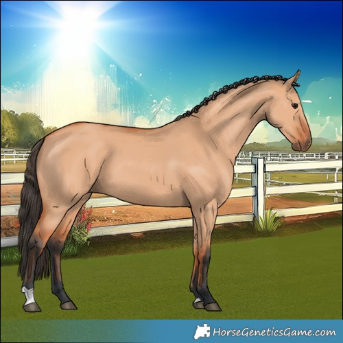 Horse Color:Unknown 