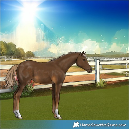 Horse Color:Chocolate Palomino 