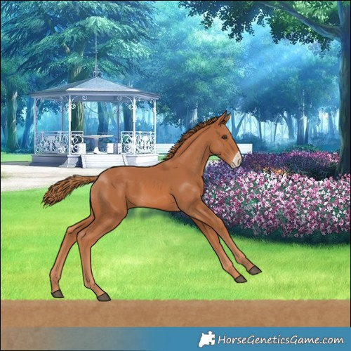 Horse Color:Chestnut Frame 