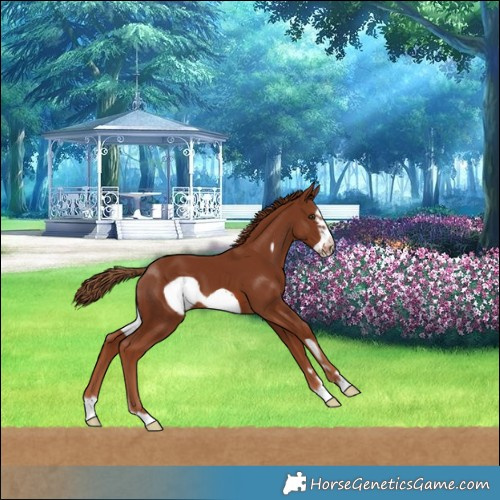 Horse Color:Chestnut Frame