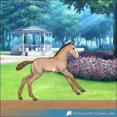 Horse Color:Red Dun Frame 