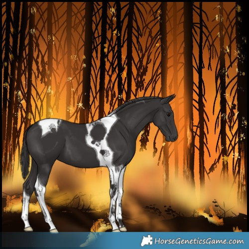 Horse Color:Smoky Black Tobiano 