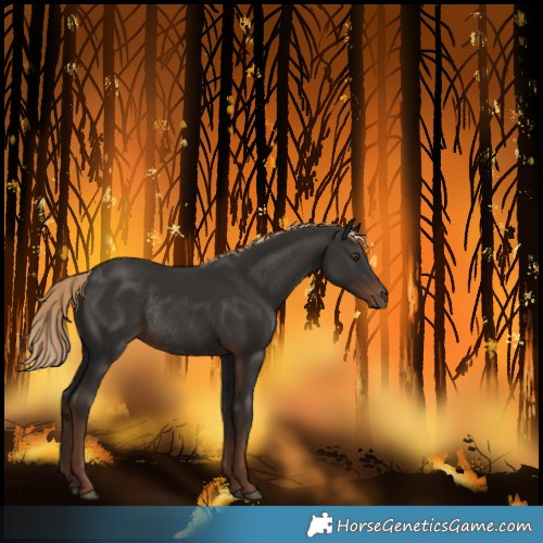 Horse Color:Unknown 