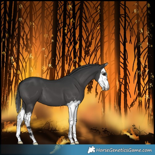 Horse Color:Black Splash