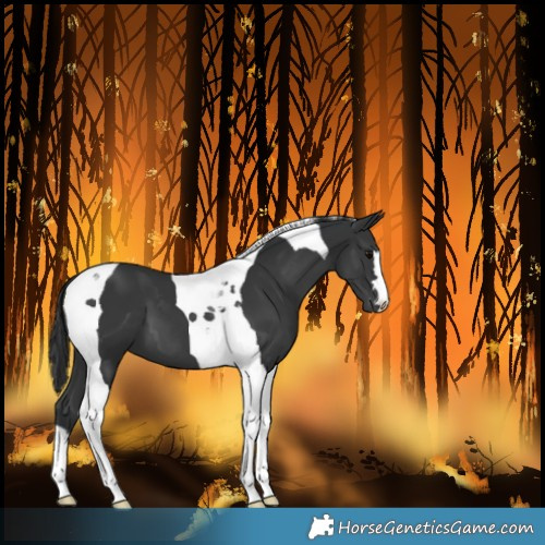 Horse Color:Black Tobiano