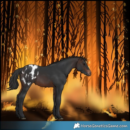 Horse Color:Unknown 