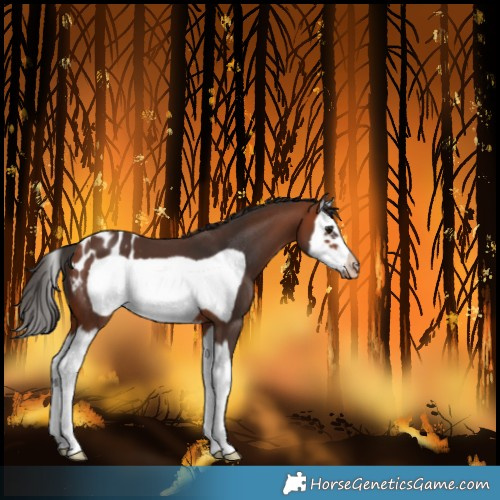 Horse Color:Unknown 