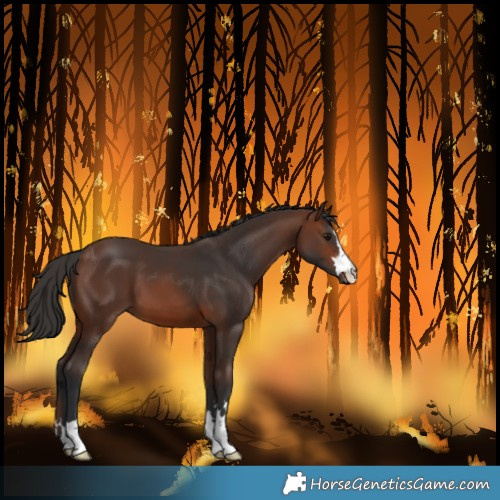 Horse Color:Unknown 