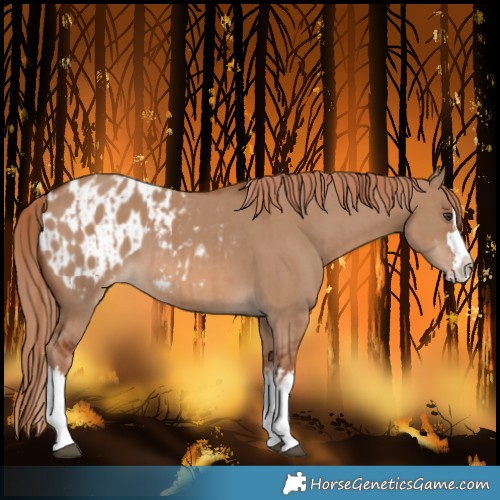 Horse Color:Red Dun Splash  and Red Dun Splash Blanket 