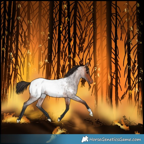 Horse Color:Bay Roan Near Fewspot 