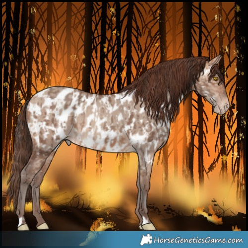Horse Color:Amber Champagne Near Leopard  and Amber Champagne Dun Near Leopard 