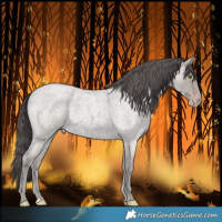 Horse Color:Classic Cream Champagne Roan 