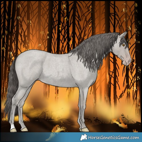 Horse Color:Classic Cream Champagne Roan 