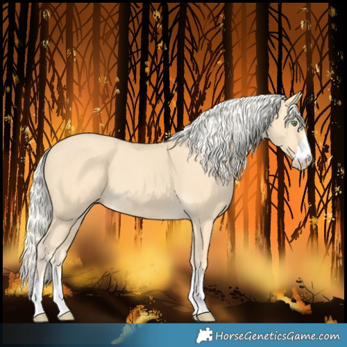 Horse Color:Gold Cream Champagne